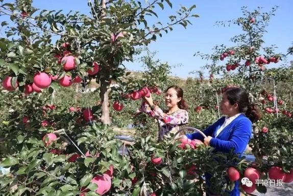 甘肅靈臺縣：蘋果紅了，果農(nóng)的錢袋子鼓了